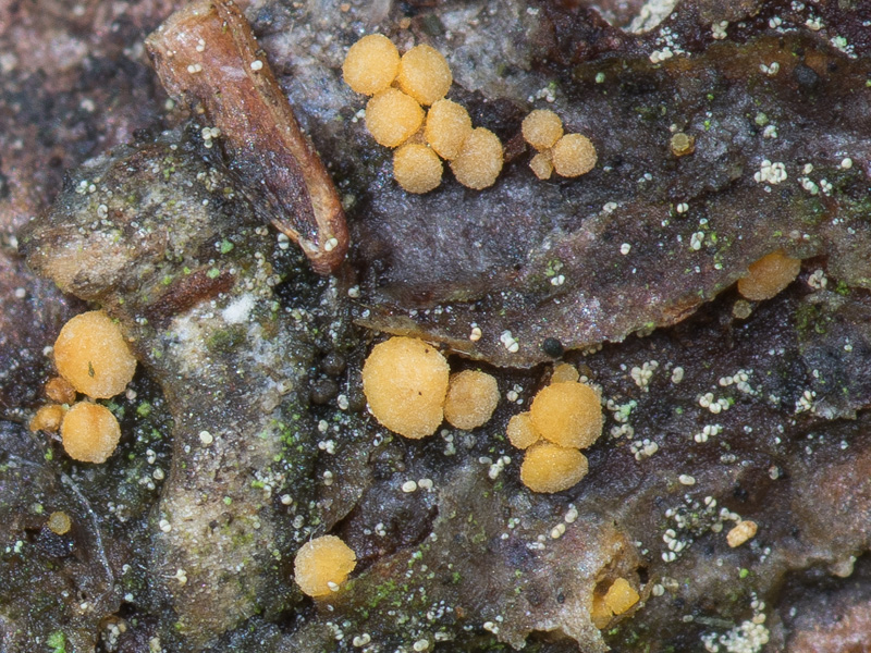 Pezicula eucrita